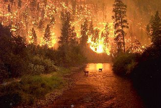 Vienas iš didžiausių 2000 m. miško gaisrų Montanoje (vakarinėje JAV dalyje) 